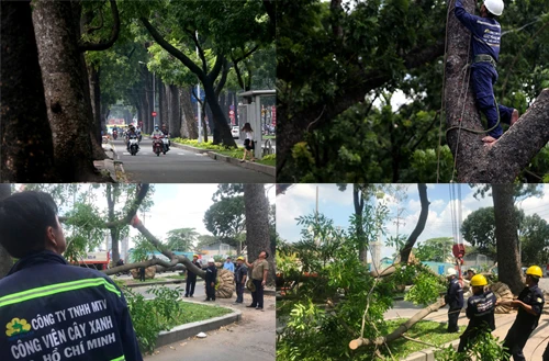 Ngỡ ngàng cảnh đốn hạ hàng cây trên đường “lãng mạn” nhất TP.HCM