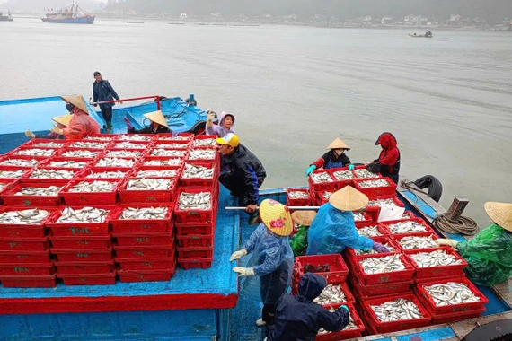 Ngư dân Nghệ An bội thu 'lộc biển' đầu năm, phấn khởi vươn khơi