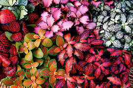 5 cây cảnh mini lá đẹp hơn hoa, phù hợp đặt ở cửa sổ giúp thư thái