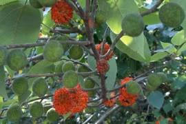 Công dụng kỳ diệu của loài cây mọc dại đầy Việt Nam 