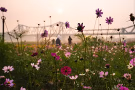 Vườn hoa cúc bướm nở rộ, nhuộm sắc xuân dưới chân cầu Long Biên hút giới trẻ