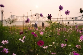 Vườn hoa cúc bướm nở rộ, nhuộm sắc xuân dưới chân cầu Long Biên hút giới trẻ