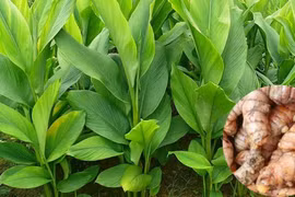 Tác dụng tuyệt vời của nghệ trong đời sống hàng ngày