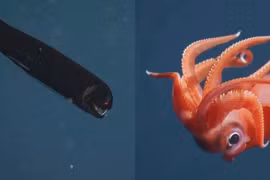 Chạm trán những sinh vật bí ẩn dưới đáy biển sâu
