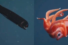 Chạm trán những sinh vật bí ẩn dưới đáy biển sâu