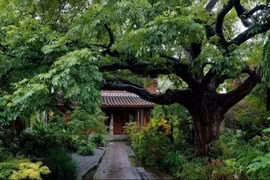 Trồng 5 báu vật trong vườn, chứa đựng vô vàn của cải, may mắn