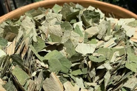 Lá sen giảm béo hiệu quả nhưng cần thận trọng cho nhóm người đặc biệt