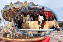 Khu du lịch Trung Quốc gây tranh cãi vì trò đu quay ngựa thật