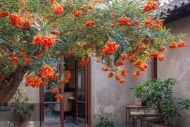 Trồng cây cảnh rực rỡ, lá xanh, quả đỏ vừa ngon vừa bổ, thu hút tài lộc