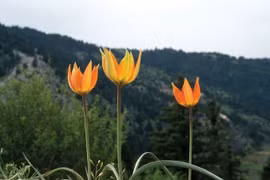 Sự thật kỳ thú không phải ai cũng biết về hoa tulip 