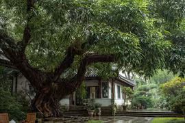 Cổ nhân dặn, ba cây quý trồng trong sân mang lại tài lộc, bình an