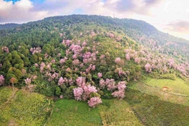 Lâm Đồng tổ chức Lễ hội Mai anh đào - Đà Lạt xuân 2026 kéo dài 20 ngày