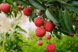 Trèo cây hái vải, trẻ 8 tuổi ngã đa chấn thương nguy kịch 