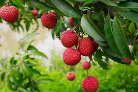 Trèo cây hái vải, trẻ 8 tuổi ngã đa chấn thương nguy kịch 