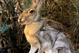  Con vật trông như thỏ lai linh dương, chỉ sống ở sa mạc châu Mỹ