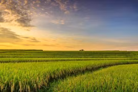 Cây lúa - từ ruộng đồng đến biểu tượng văn hóa Việt