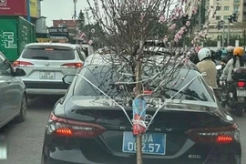 Tài xế xe biển xanh chở cành đào che biển số bị phạt 23 triệu đồng