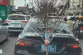 Tài xế xe biển xanh chở cành đào che biển số bị phạt 23 triệu đồng