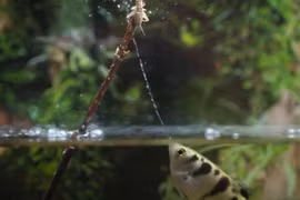 Loài cá biệt danh 'tay súng bắn tỉa' của rừng ngập mặn, có ở Việt Nam