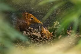 Chuột chù voi quý hiếm lần đầu tiên chào đời ở Anh