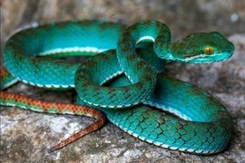 Phát hiện rắn lục hổ màu xanh ngọc rực rỡ ở Campuchia