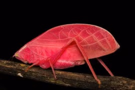 Loài muồm muỗm đổi màu như chiếc lá cây, ngụy trang tinh vi