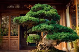 Cổ nhân dặn, 5 cây cảnh bảo hộ ngôi nhà, 'báu vật' thu hút tài lộc