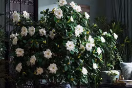 6 cây cảnh nở hoa thơm ngát, mở cửa là thấy thư thái, an lành