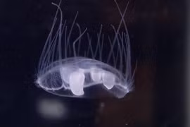 Sứa 'tàng hình' giữa hồ nước ngọt, 'kỳ quan sinh học' xuất hiện rồi biến mất 