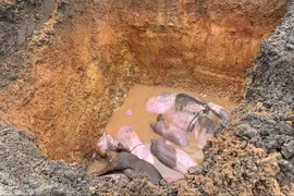 Hà Tĩnh tiêu hủy hàng trăm con lợn nhiễm dịch tả lợn châu Phi