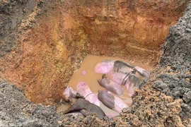 Hà Tĩnh tiêu hủy hàng trăm con lợn nhiễm dịch tả lợn châu Phi