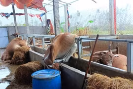 Nhiều hộ dân ở Gia Lai lâm cảnh khốn đốn, nợ nần sau lũ dữ