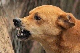 Cẩn thận chó cắn vào mắt gây biến dạng, mất thị lực