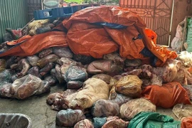 Phú Thọ phát hiện 4,5 tấn lạp sườn, thịt khô chế biến từ lợn nghi mắc bệnh