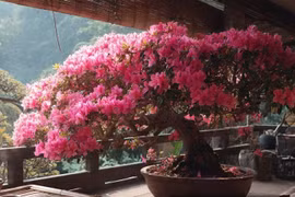 3 cây cảnh nghìn vàng khó mua, người giàu coi như báu vật, chấn trạch an gia