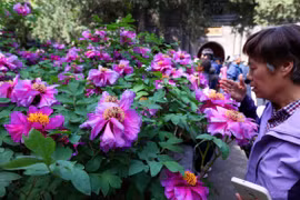 Loài hoa hơn 400 năm tuổi bung nở rực rỡ gây sốt 