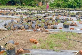 Nông dân Khánh Hòa mất trắng vụ hoa cúc Tết sau mưa lũ lịch sử