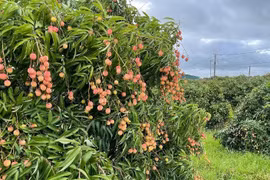 Trèo cây hái vải, người đàn ông bị ngã đa chấn thương