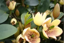 Cây cảnh hương như chuối chín, trồng trong nhà nghênh phúc, đón lộc