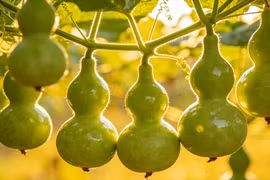 Bầu dễ chăm sóc. Ảnh minh họa Toutiao