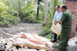 Phát hiện lượng lớn thịt heo bốc mùi hôi thối trong lò mổ ở Vĩnh Long