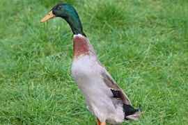 Giống gia cầm đứng thẳng như chim cánh cụt, đẻ trứng nhiều không tưởng