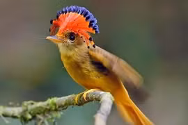 Vương miện rực rỡ của loài chim được mệnh danh 'nữ hoàng Amazon'