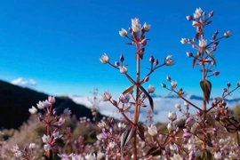 Chinh phục Tà Chì Nhù mùa hoa chi pâu