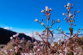 Chinh phục Tà Chì Nhù mùa hoa chi pâu