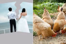Cặp vợ chồng không thể ly hôn vì 53 con gia cầm