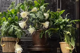 4 cây cảnh đem lại may mắn, thịnh vượng cho gia đình bạn