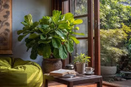 3 cây cảnh trồng trong nhà, phước lành đến từ 4 phương 8 hướng