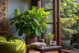 3 cây cảnh trồng trong nhà, phước lành đến từ 4 phương 8 hướng