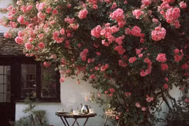 Nhà có 3 cây may mắn, trấn trạch, chiêu tài, gia tộc 3 đời thịnh vượng